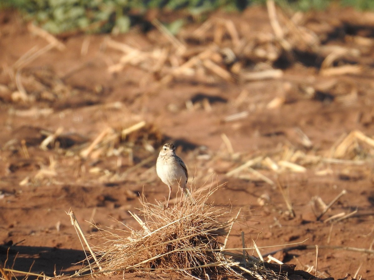 アフリカマミジロタヒバリ - ML642849291