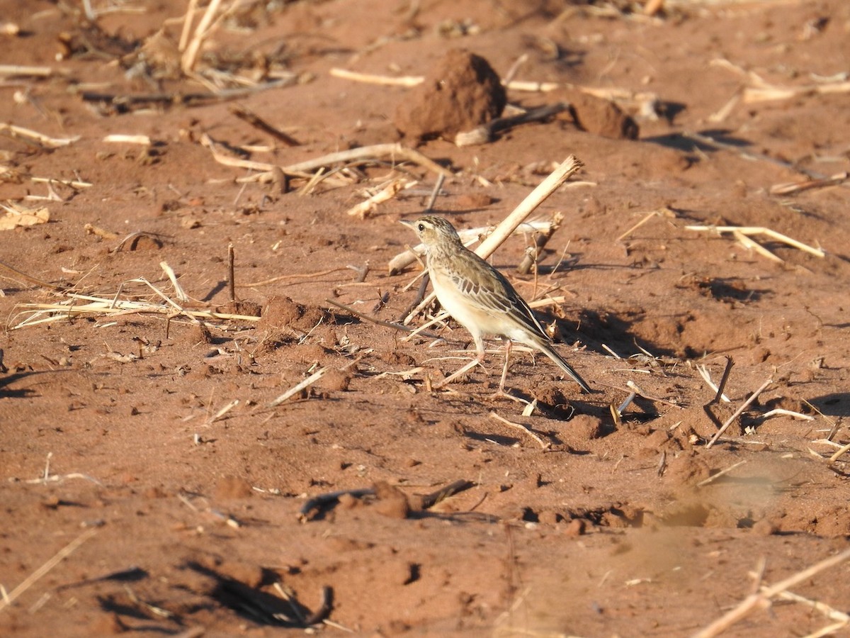アフリカマミジロタヒバリ - ML642849292