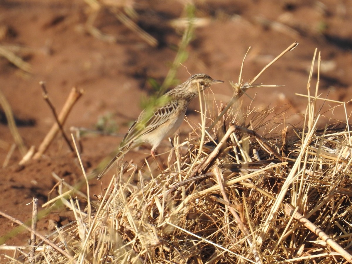 アフリカマミジロタヒバリ - ML642849293