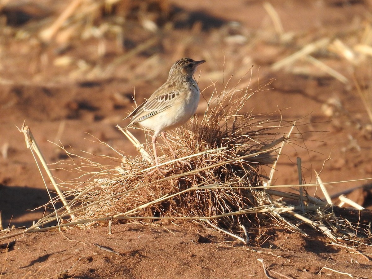 アフリカマミジロタヒバリ - ML642849295