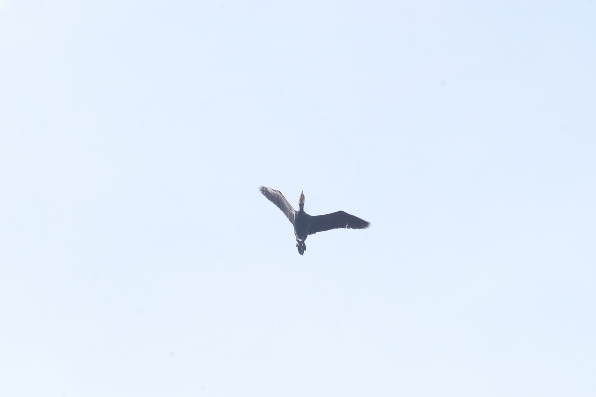 カワウ - ML642849303