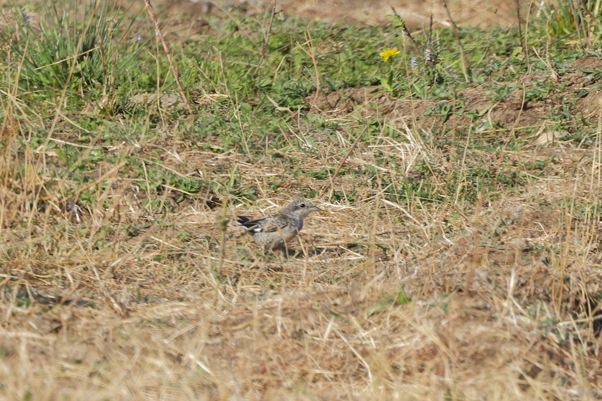 シロクロモズ - ML642849311