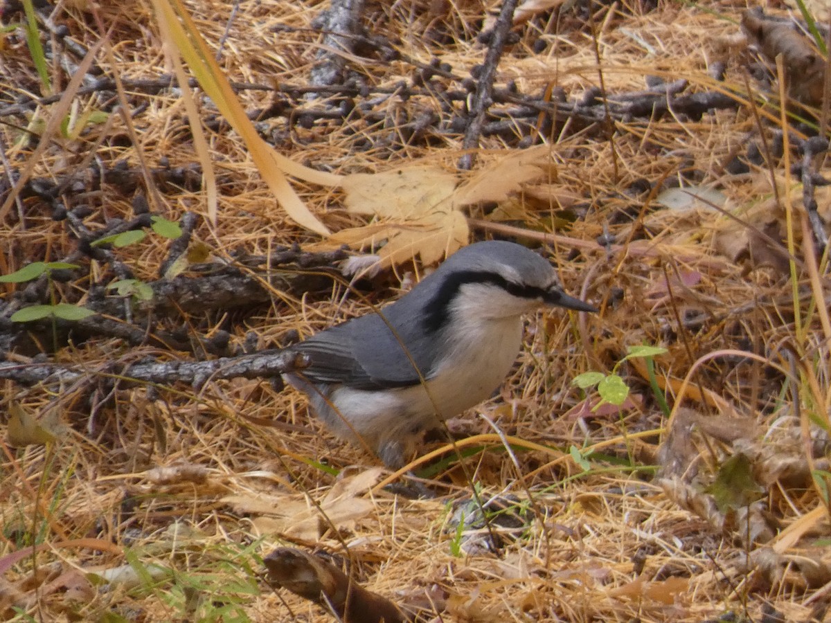 ゴジュウカラ - ML642849323