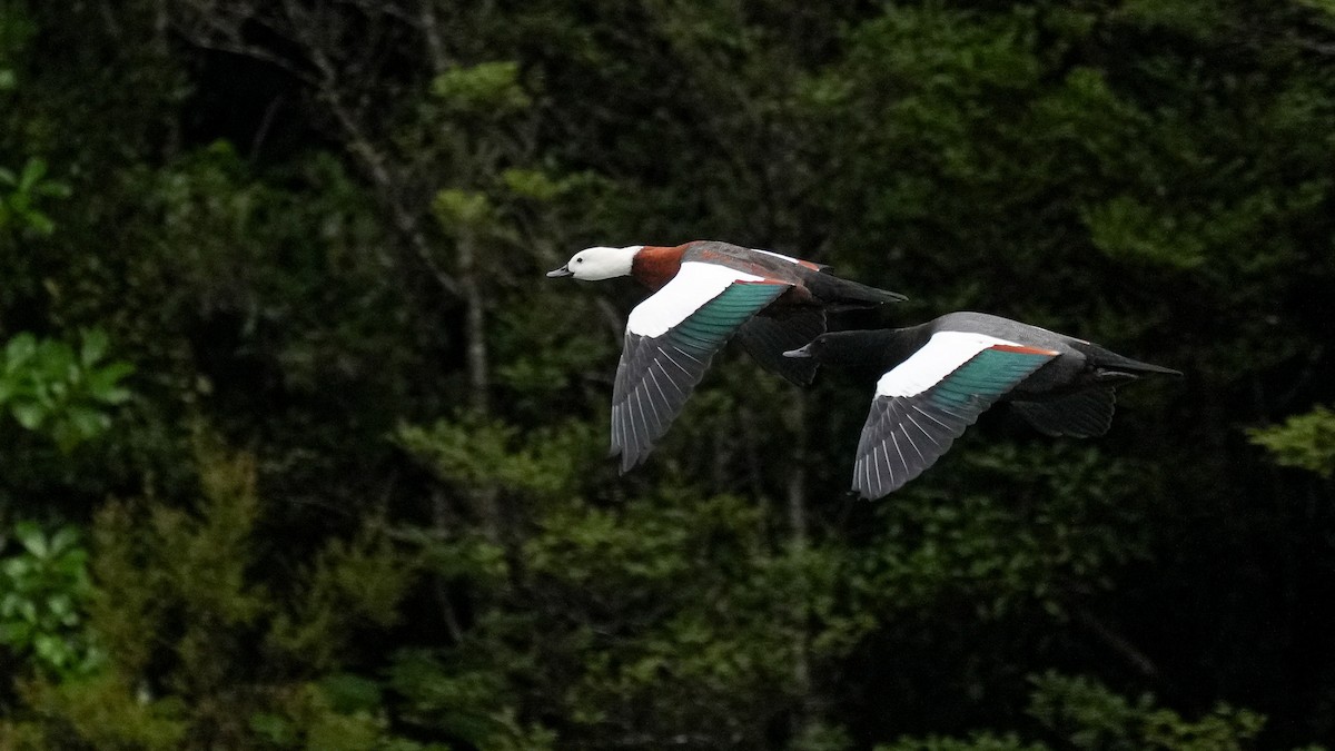 Paradise Shelduck - ML642849326