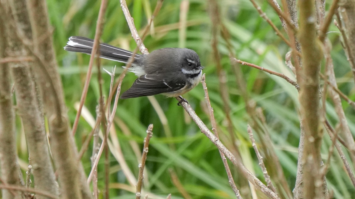 New Zealand Fantail - ML642849327