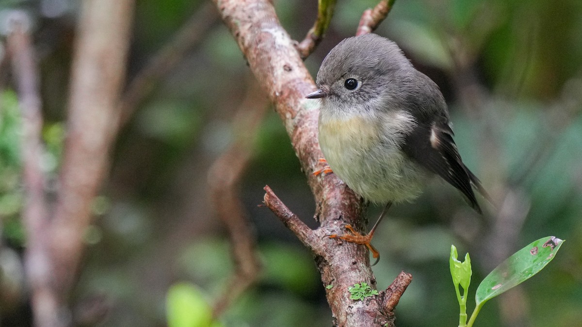 Tomtit (New Zealand) - ML642849330