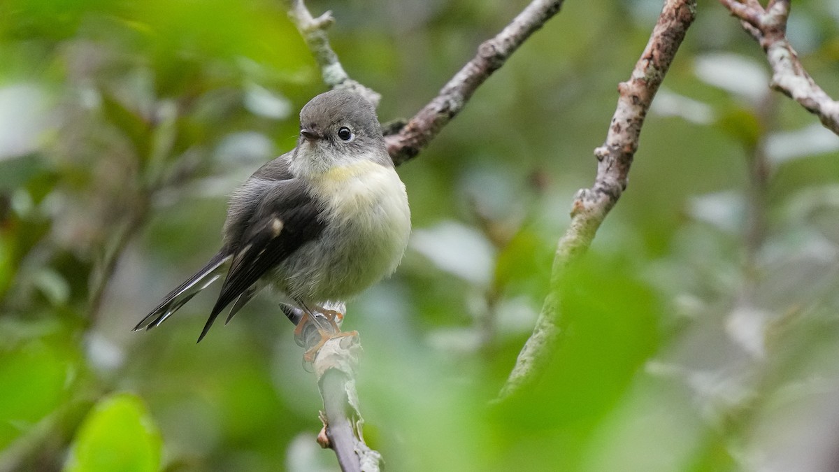 Tomtit (New Zealand) - ML642849332