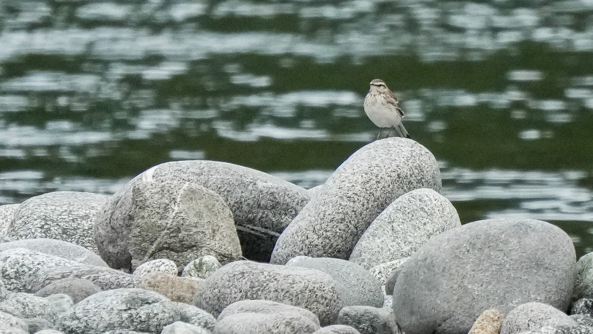 New Zealand Pipit - ML642849334