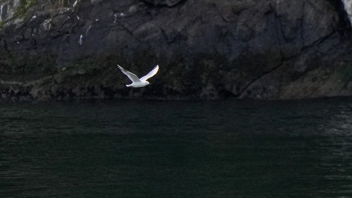 Black-billed Gull - ML642849337