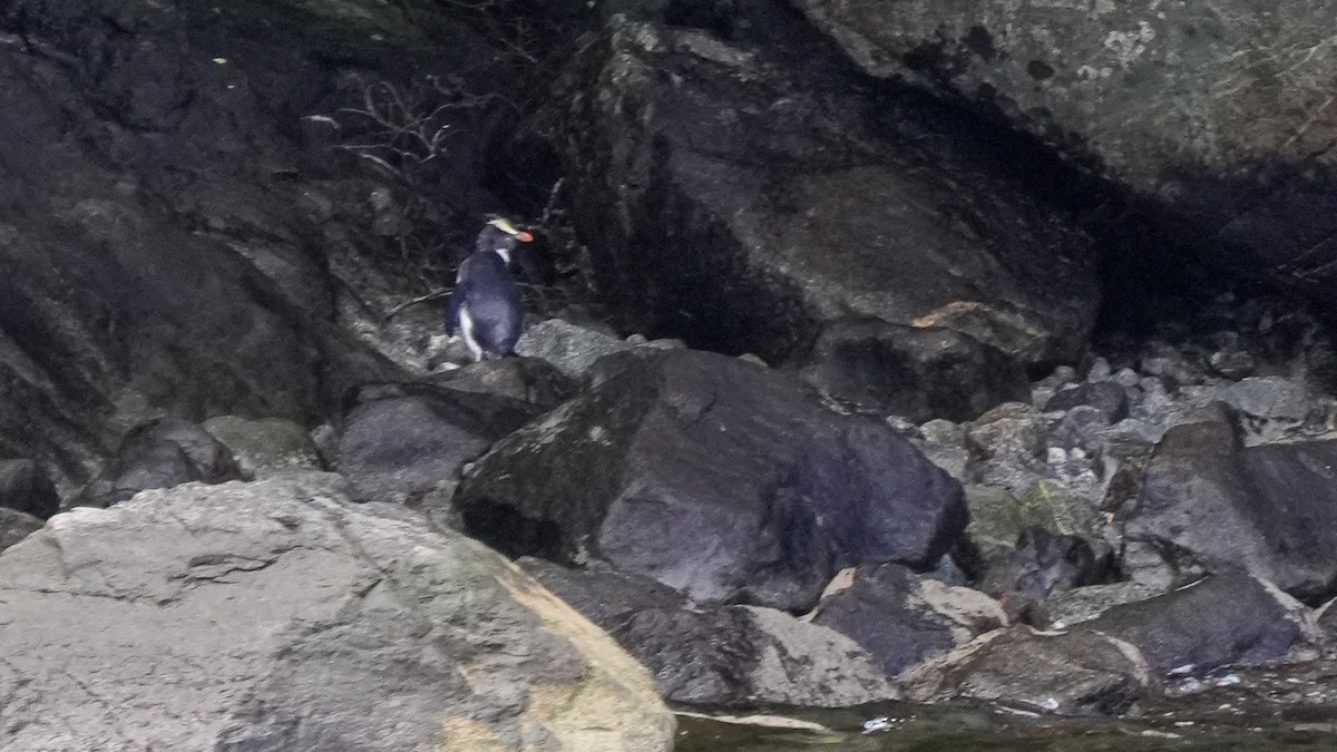 Fiordland Penguin - ML642849338