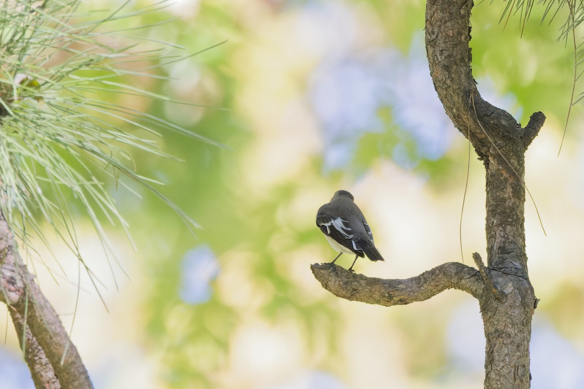 Collared Flycatcher - ML642849342