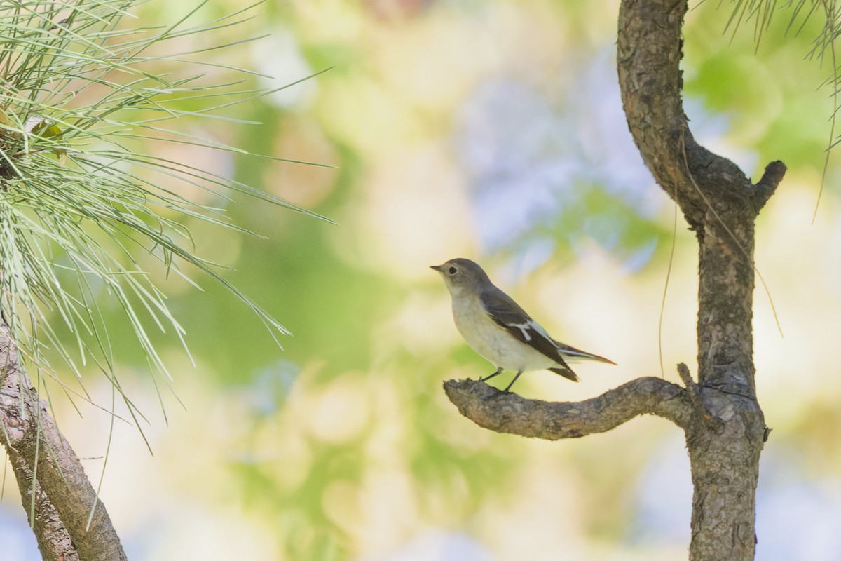 Collared Flycatcher - ML642849343