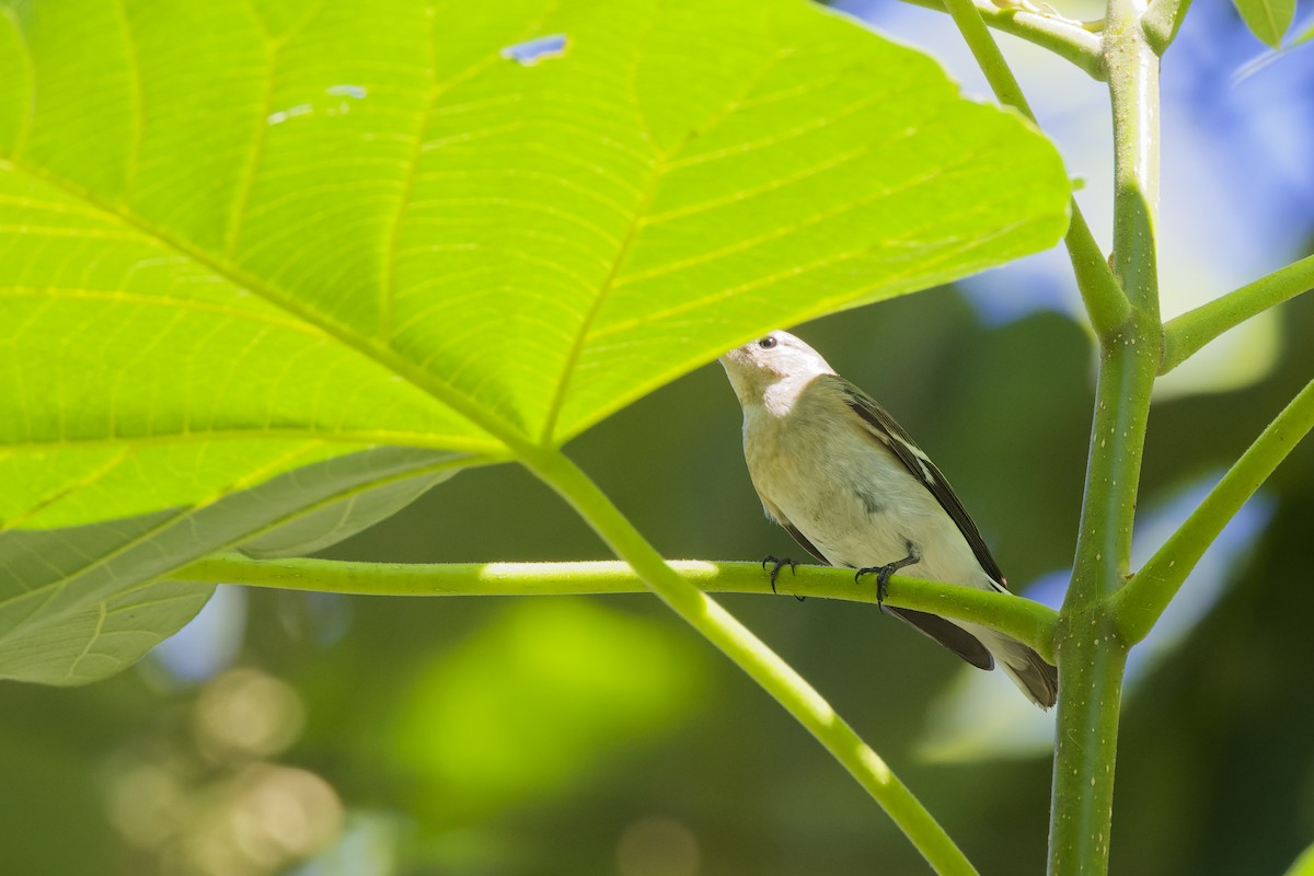 Collared Flycatcher - ML642849344