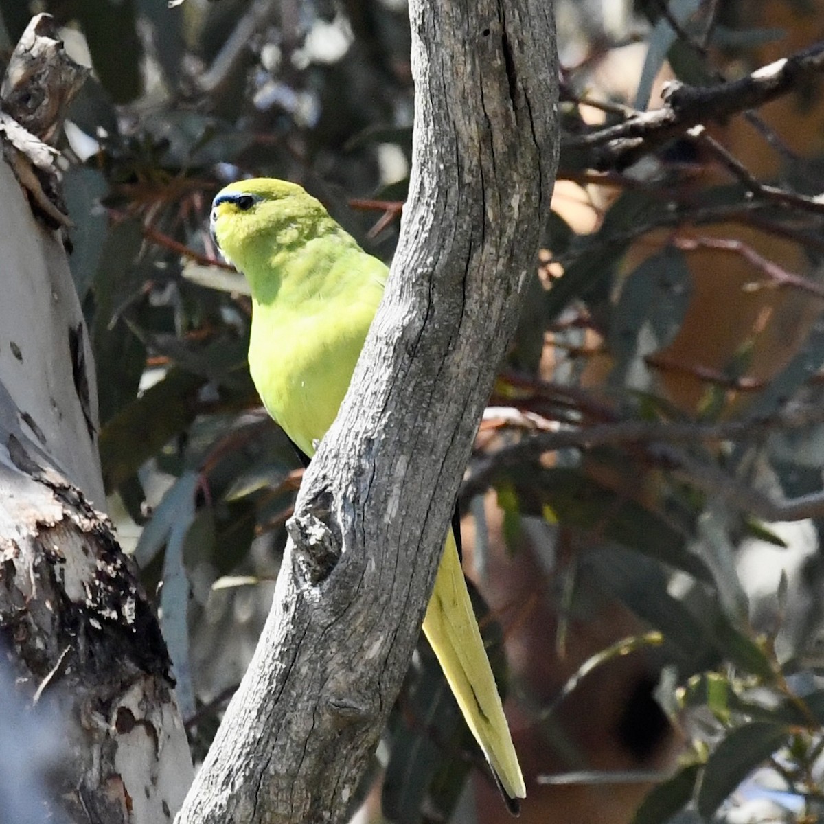 Elegant Parrot - ML642849355