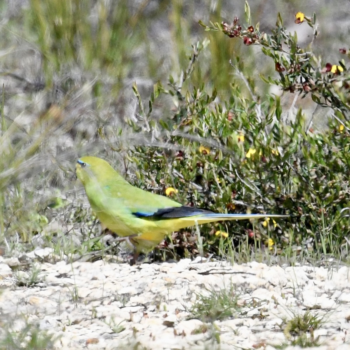 Elegant Parrot - ML642849356