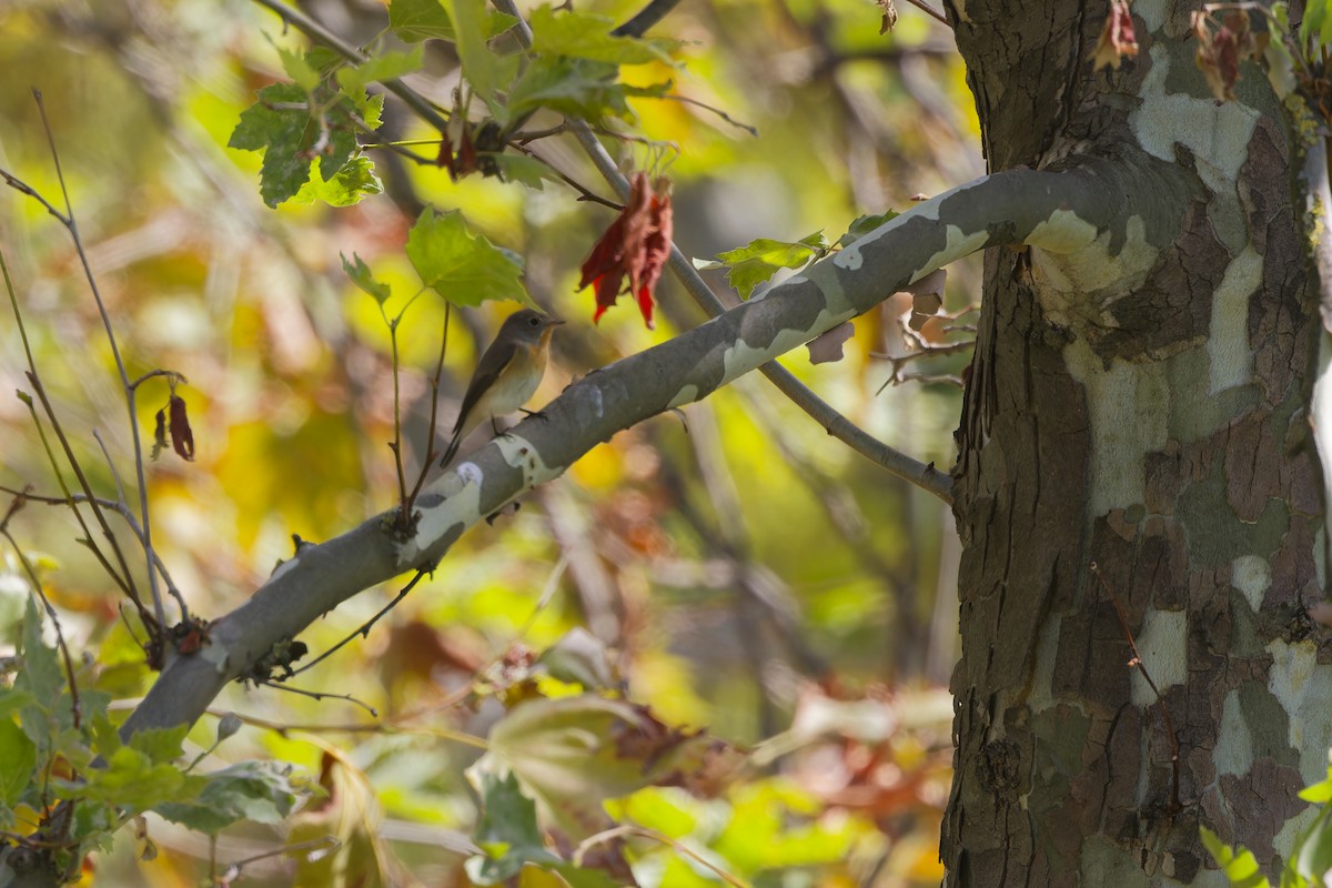 Red-breasted Flycatcher - ML642849359