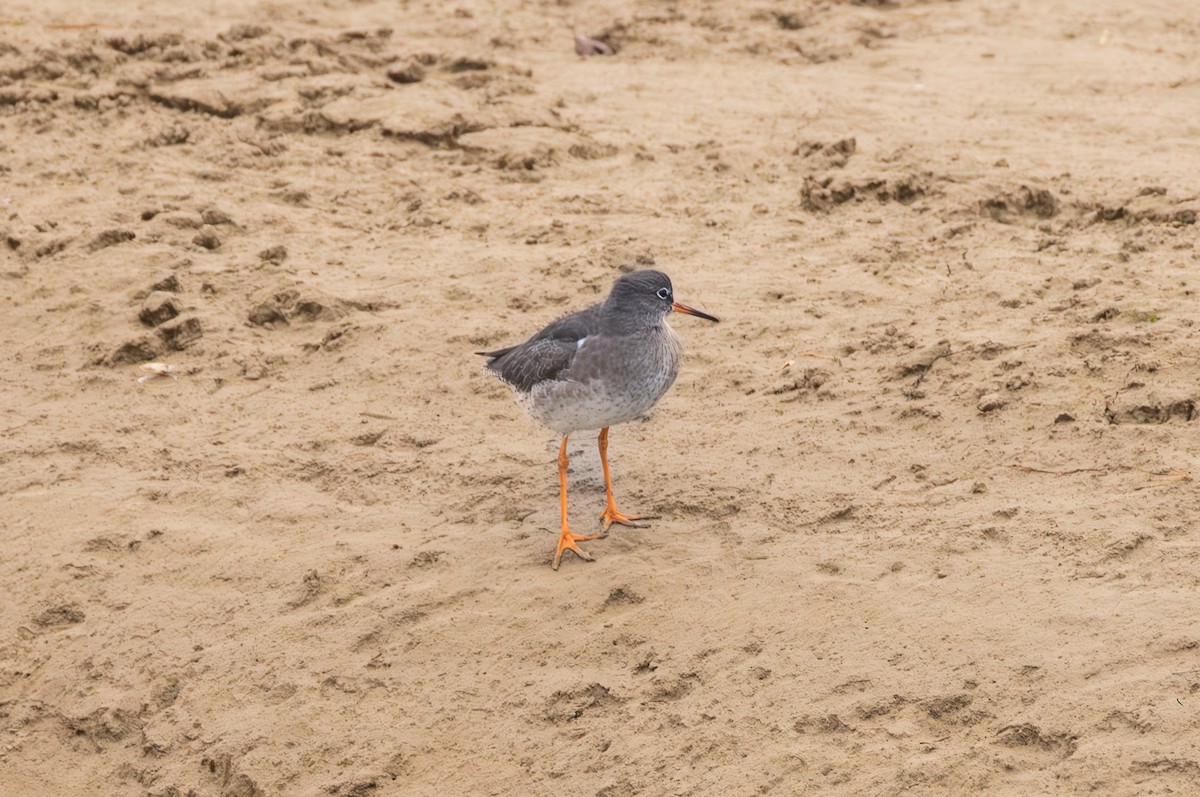 アカアシシギ - ML642849393