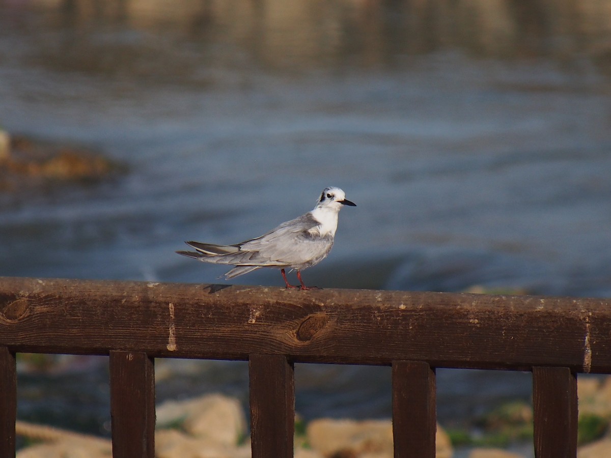 tern sp. - ML642849400