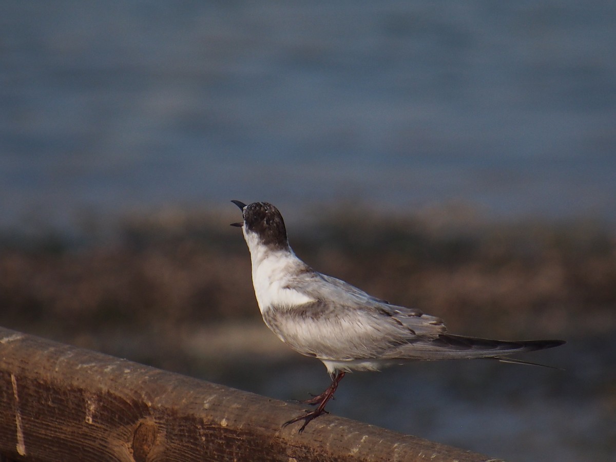 tern sp. - ML642849401