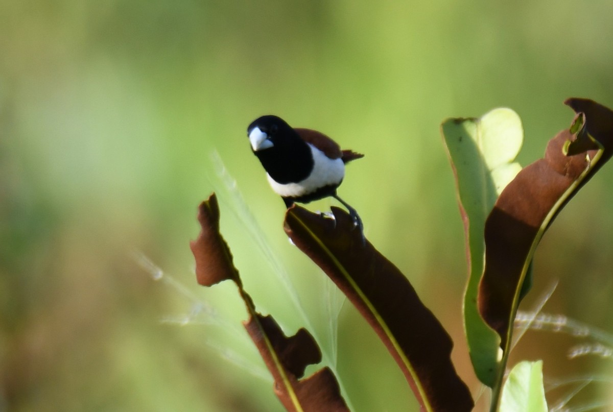 Tricolored Munia - ML642849405
