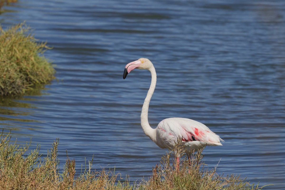 Greater Flamingo - ML642849406