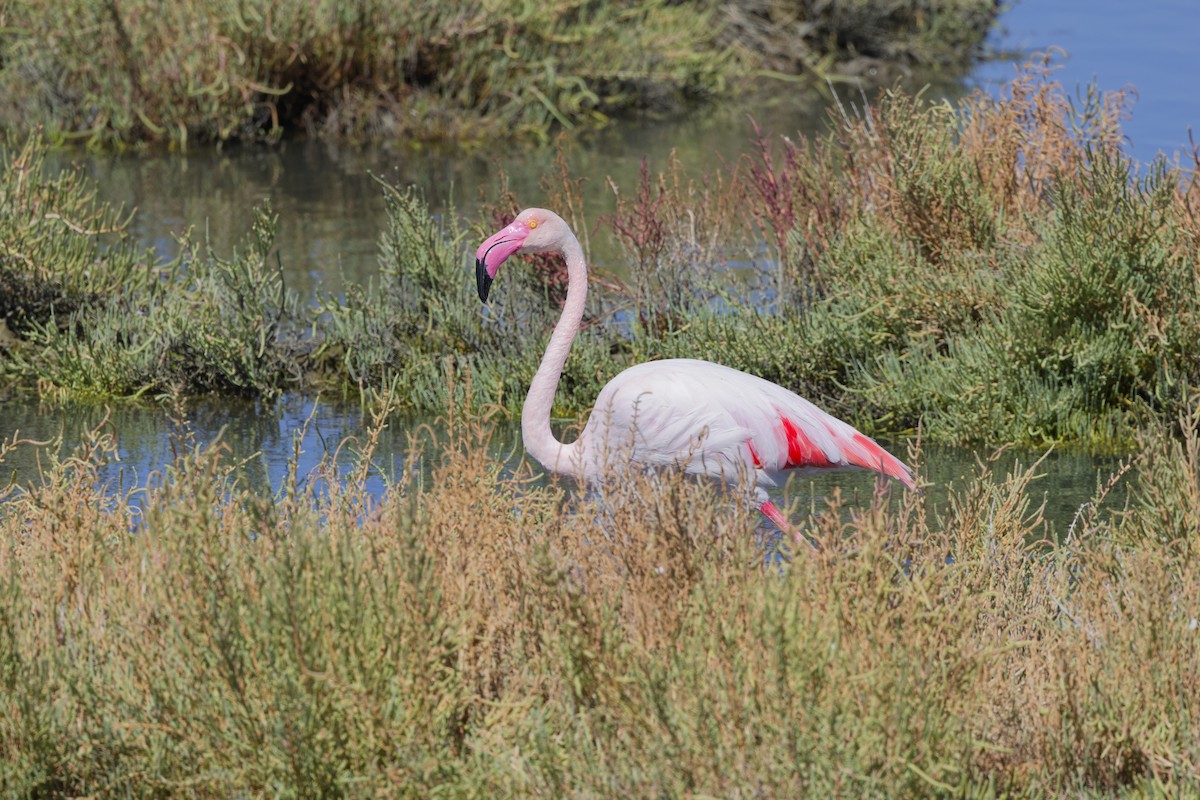 Greater Flamingo - ML642849407