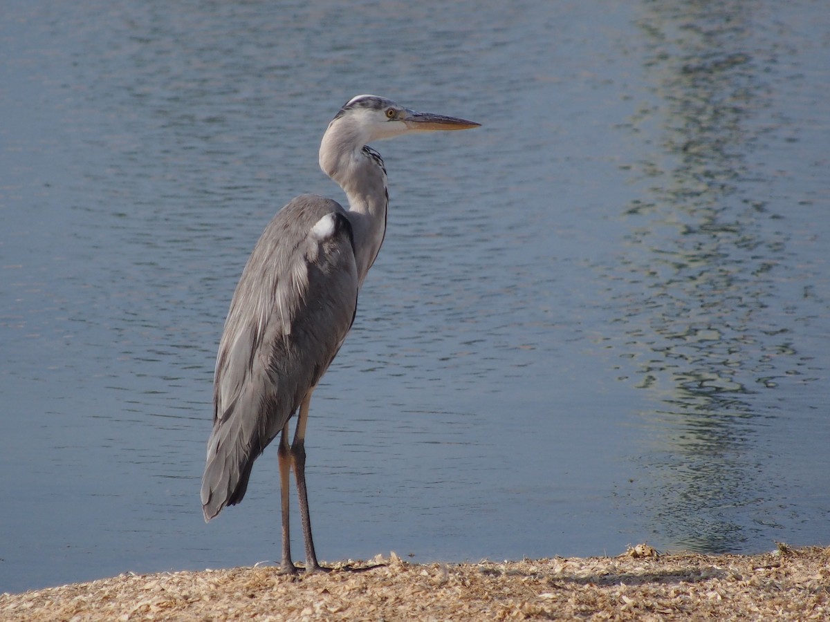Gray Heron - ML642849408