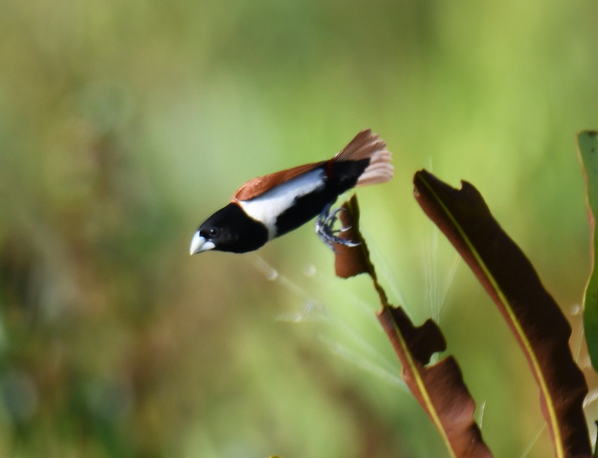 Tricolored Munia - ML642849409