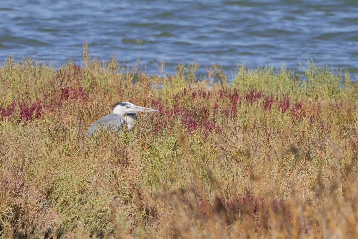 Gray Heron - ML642849410