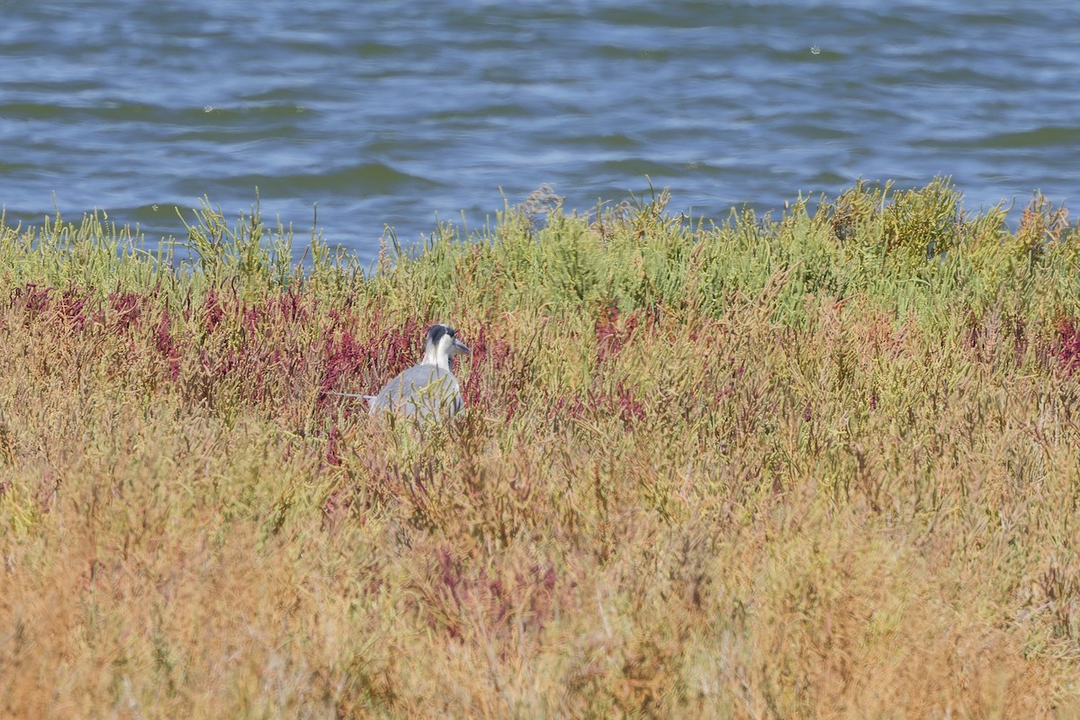 Gray Heron - ML642849411