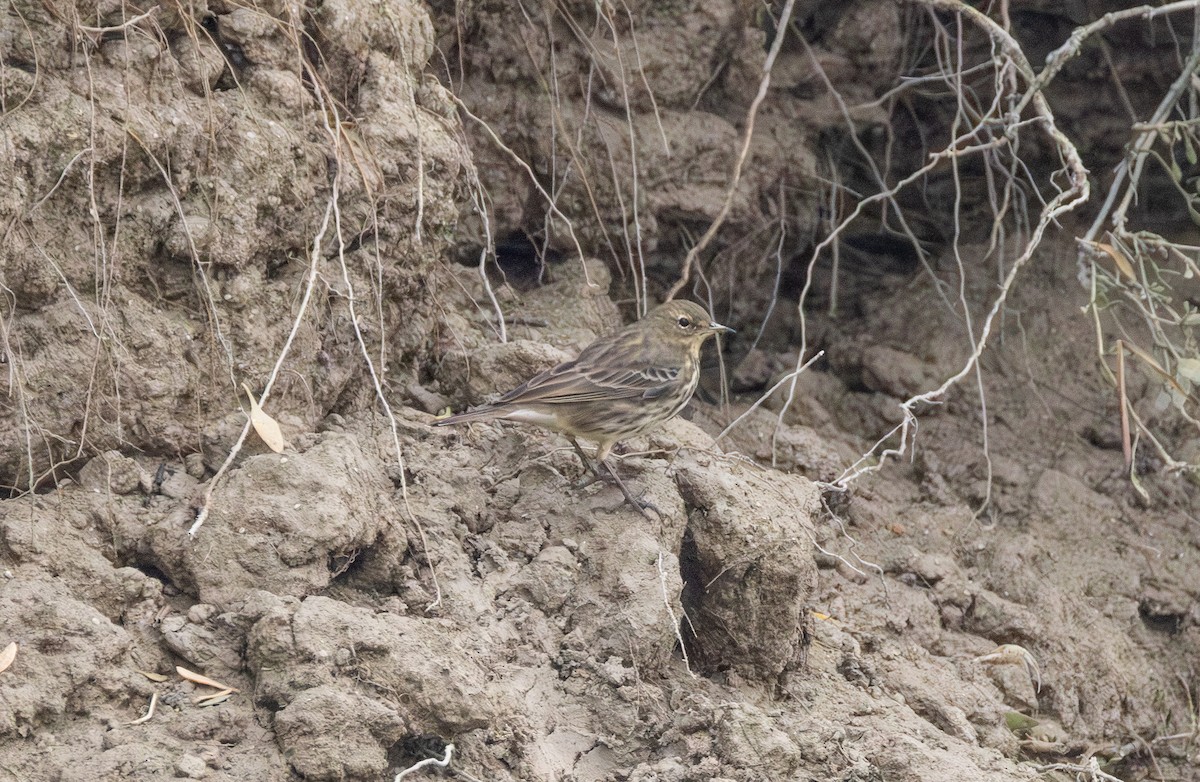 Rock Pipit - ML642849412