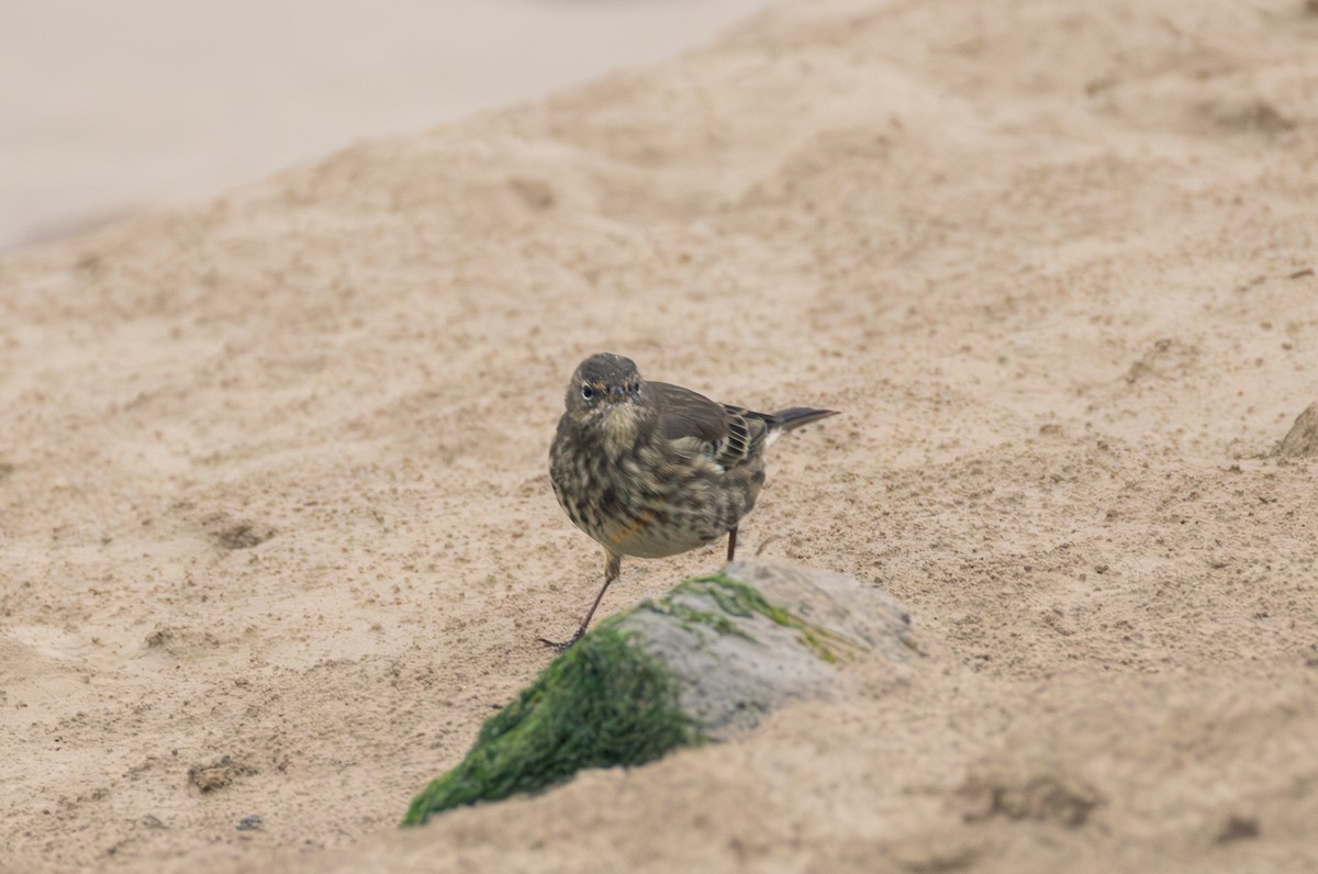 Rock Pipit - ML642849413