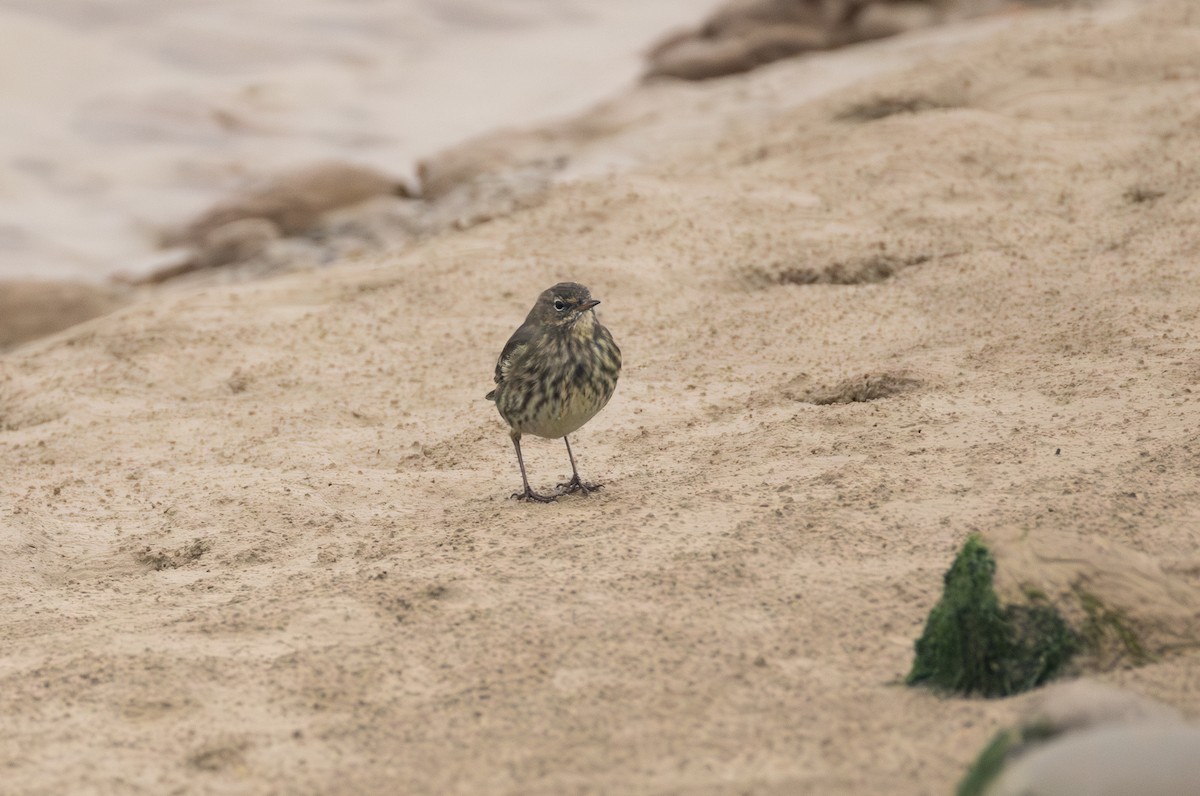 Rock Pipit - ML642849414