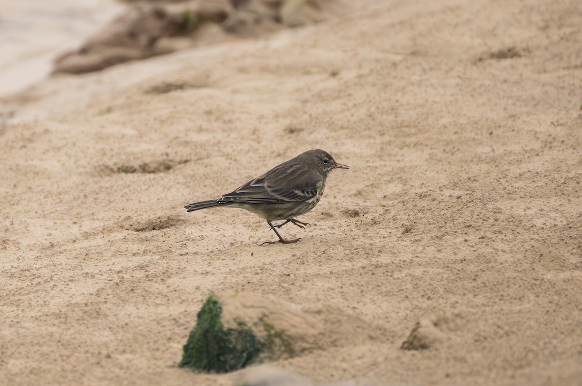 Rock Pipit - ML642849415