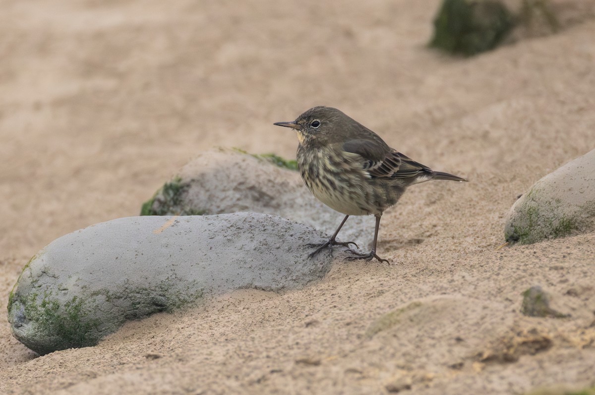 Rock Pipit - ML642849416