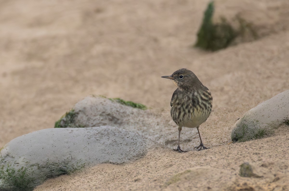 Rock Pipit - ML642849417