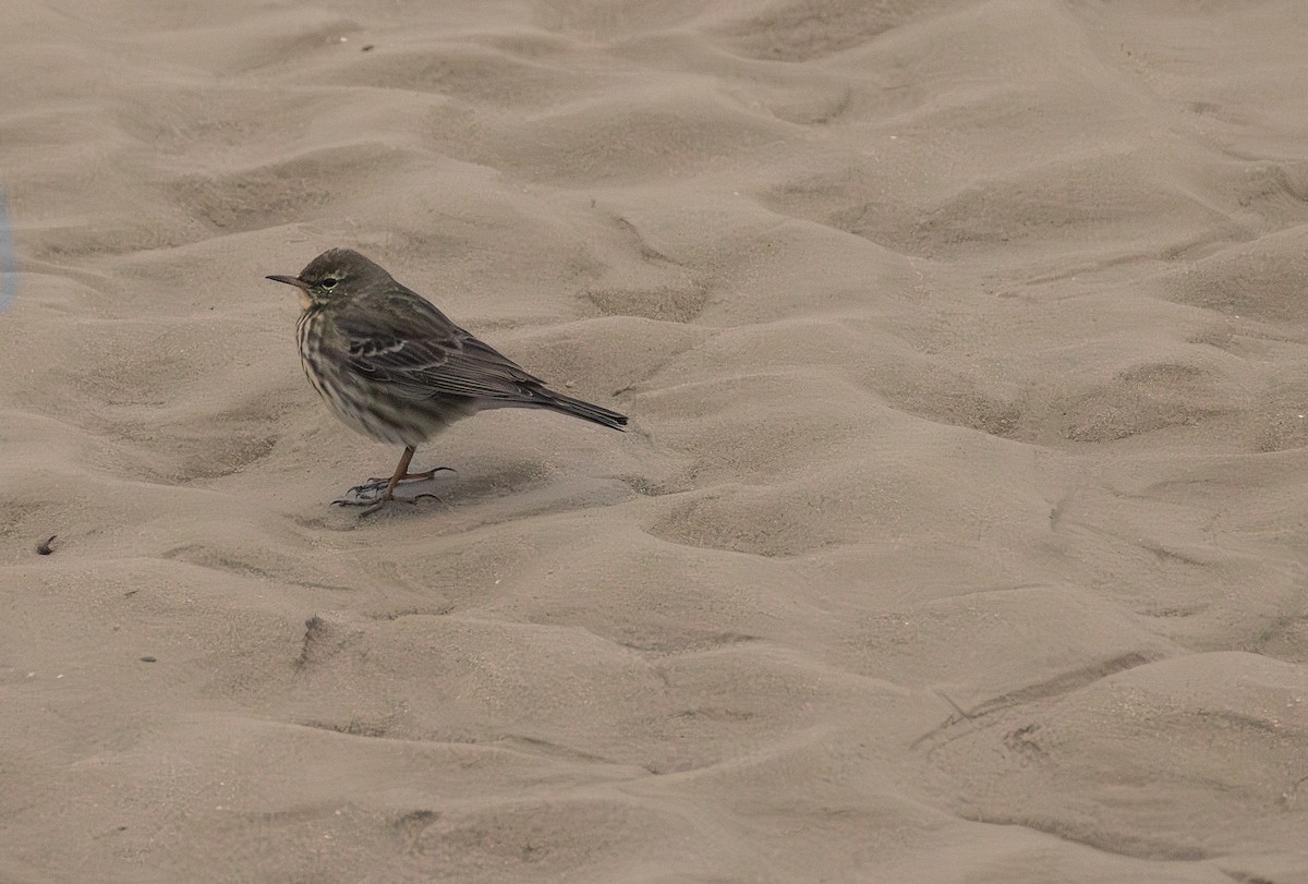 Rock Pipit - ML642849418