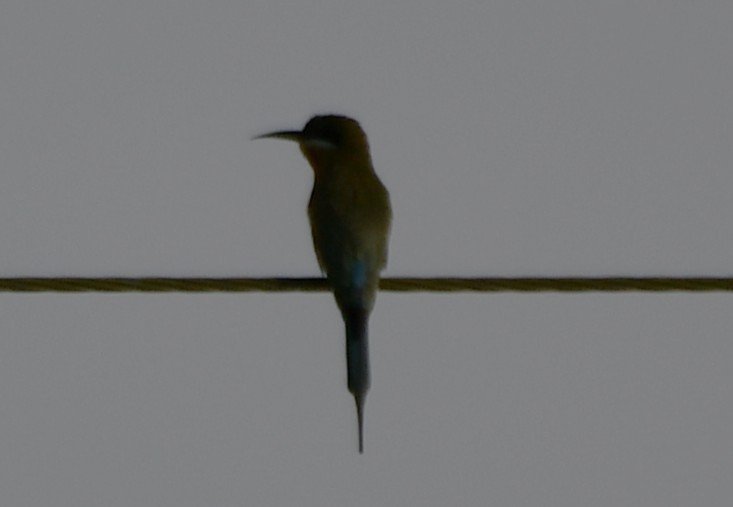 Blue-tailed Bee-eater - ML642849420