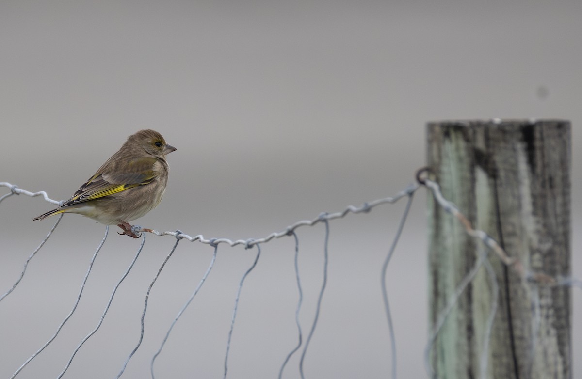 European Greenfinch - ML642849422