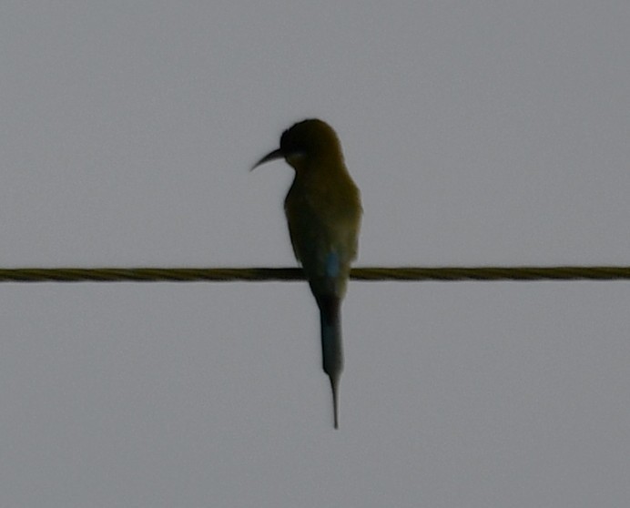 Blue-tailed Bee-eater - ML642849423