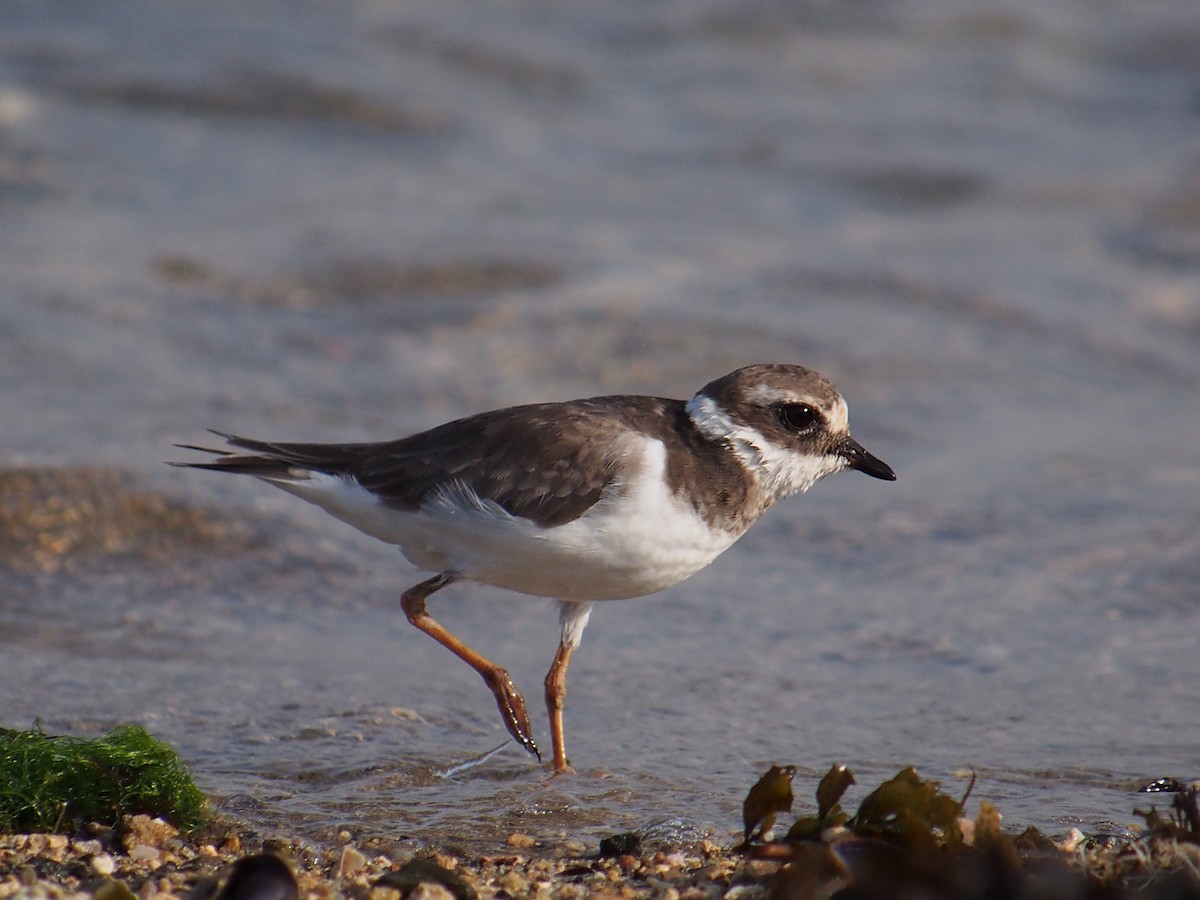 Common Ringed Plover - ML642849424