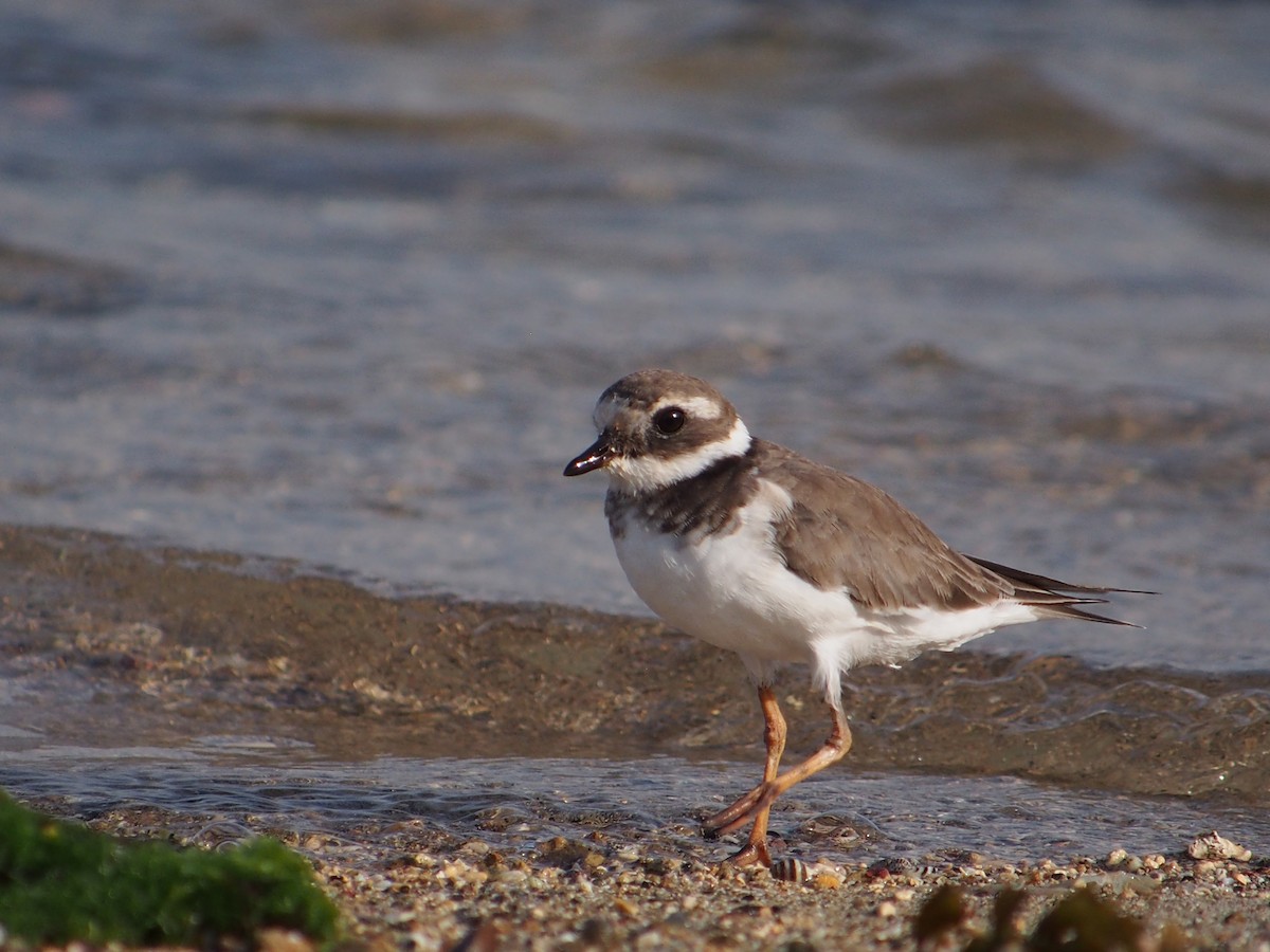 Common Ringed Plover - ML642849425