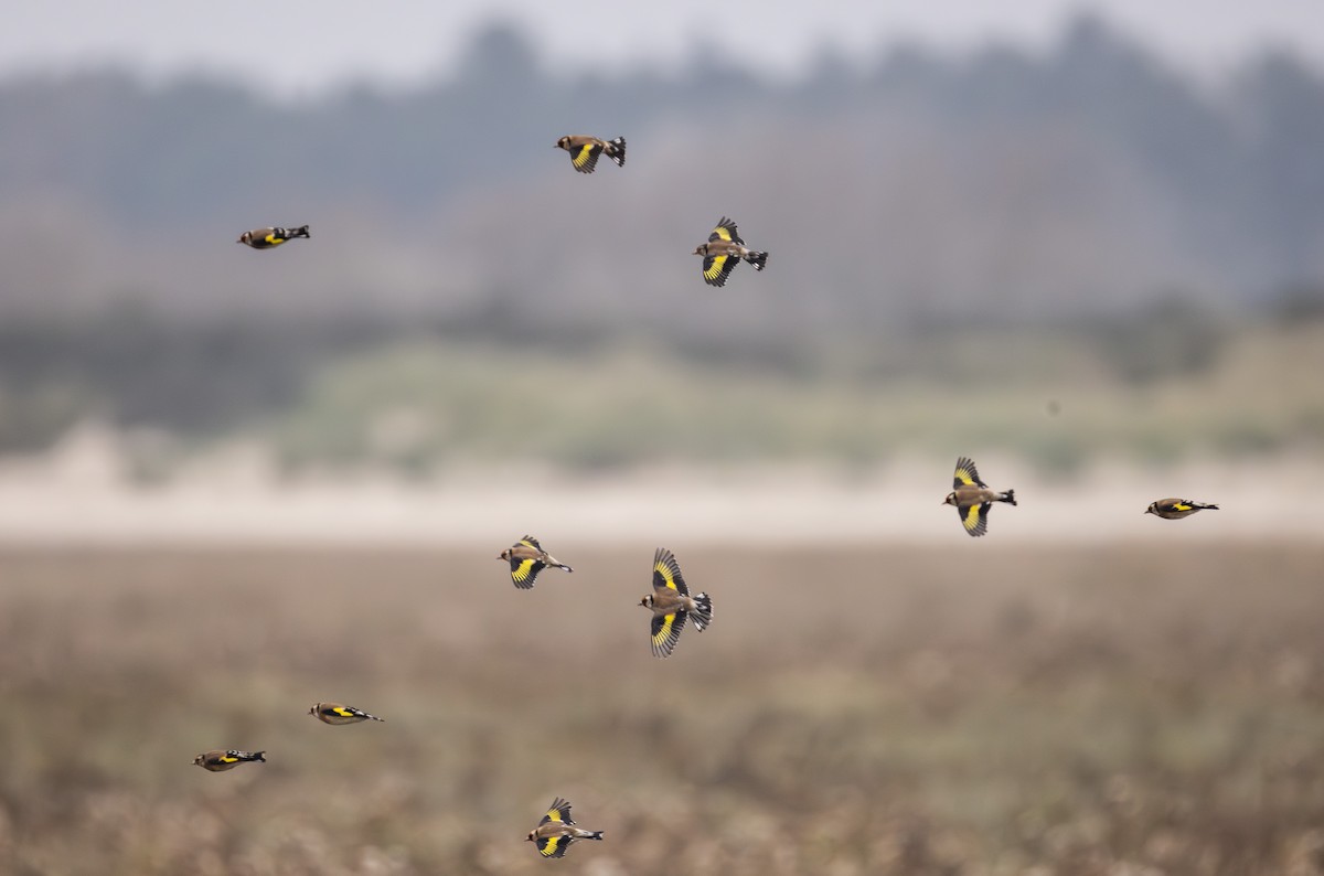 European Goldfinch - ML642849426