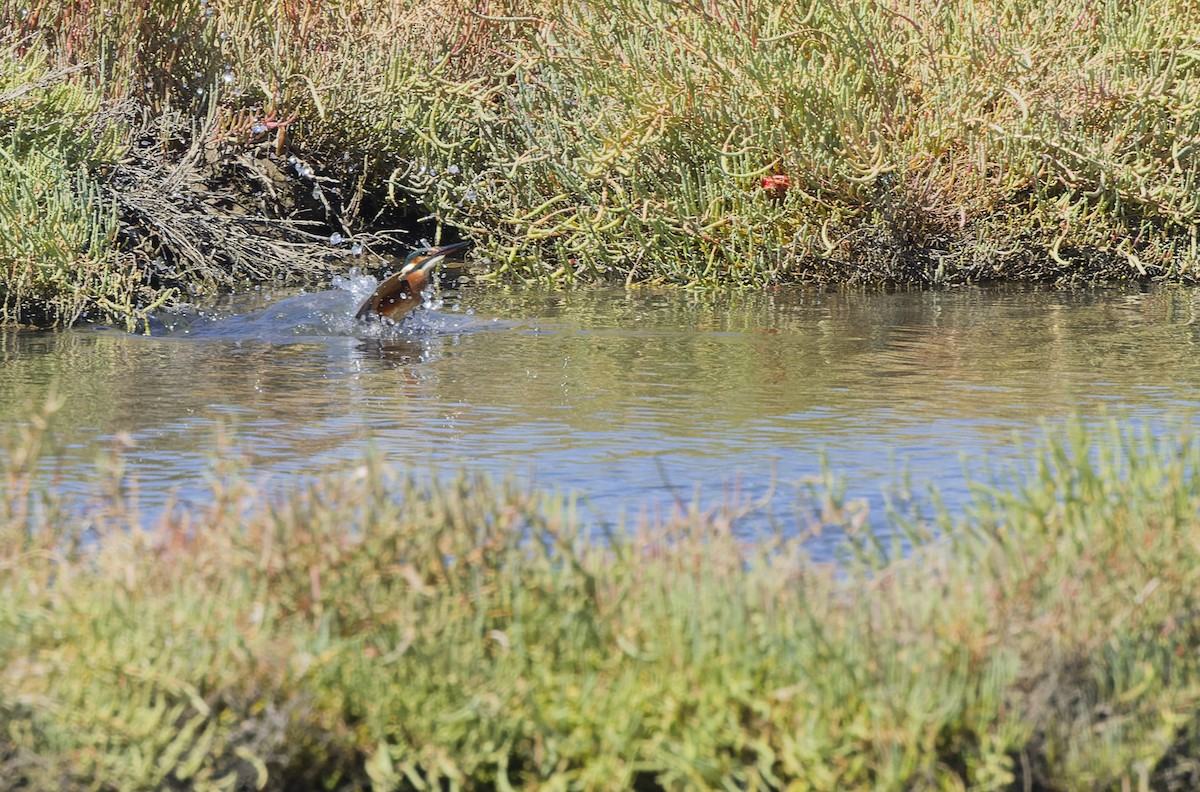 Common Kingfisher - ML642849427