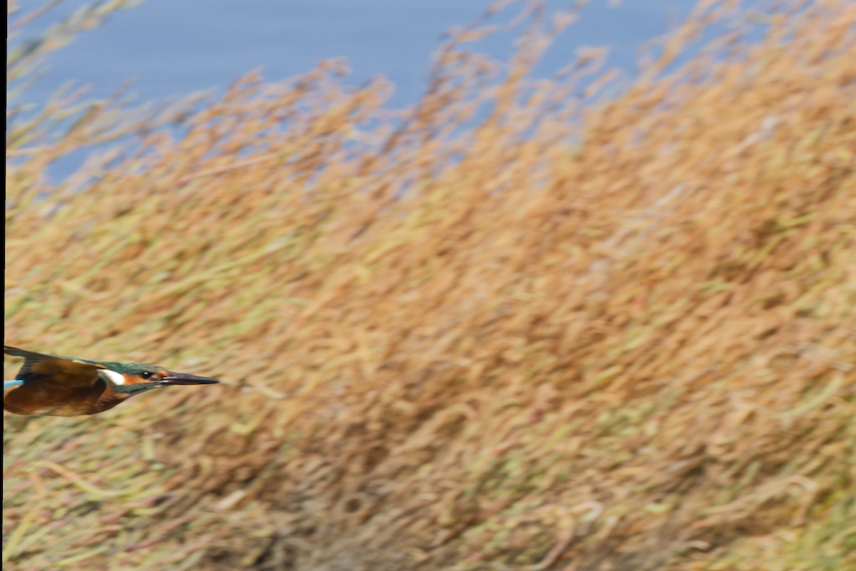 Common Kingfisher - ML642849428