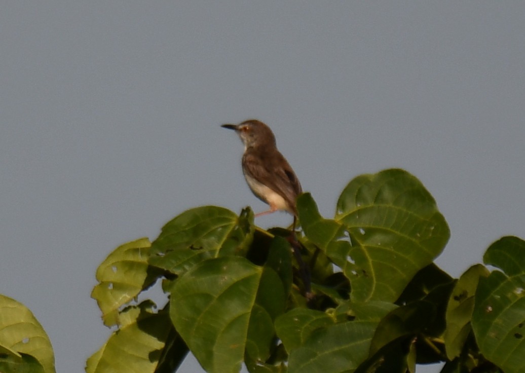 Plain Prinia - ML642849429