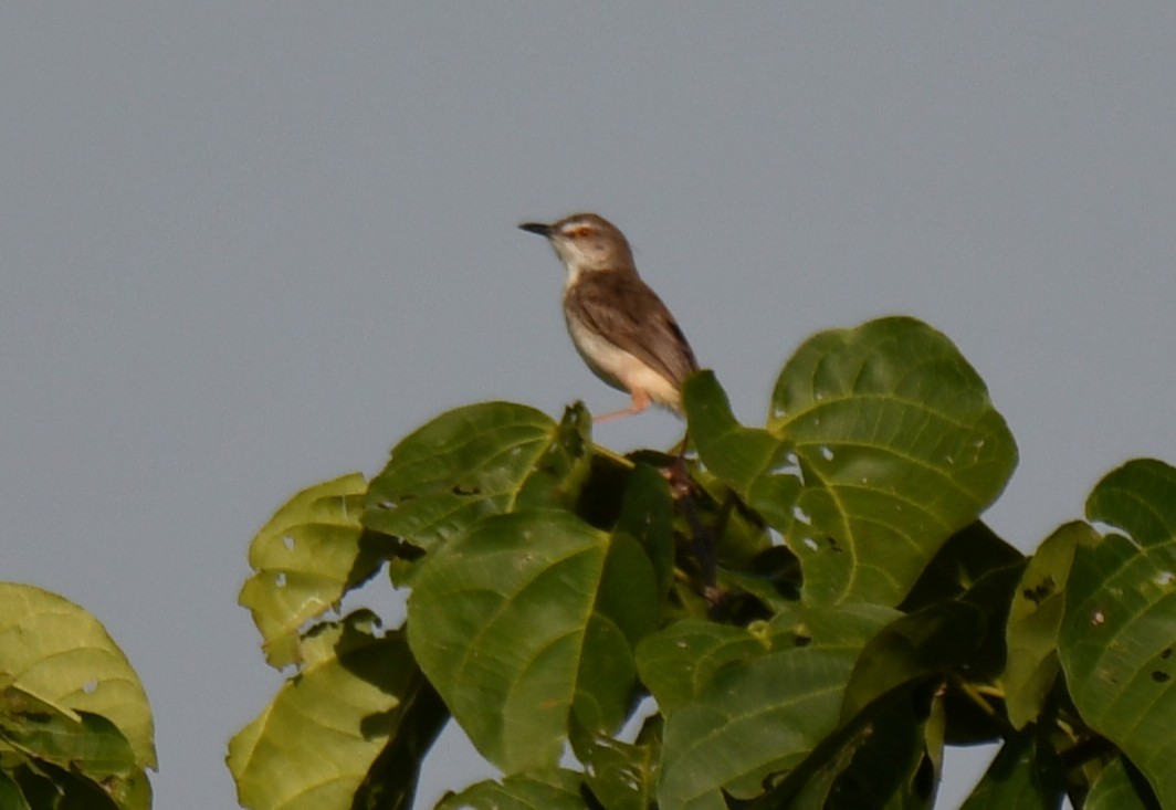 Plain Prinia - ML642849430