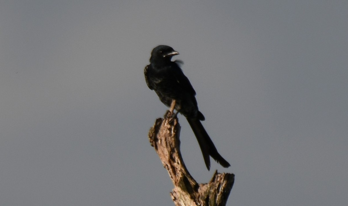Black Drongo - ML642849431