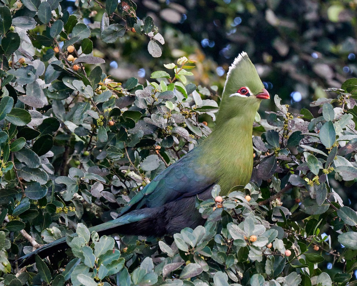Knysna Turaco - ML642849432