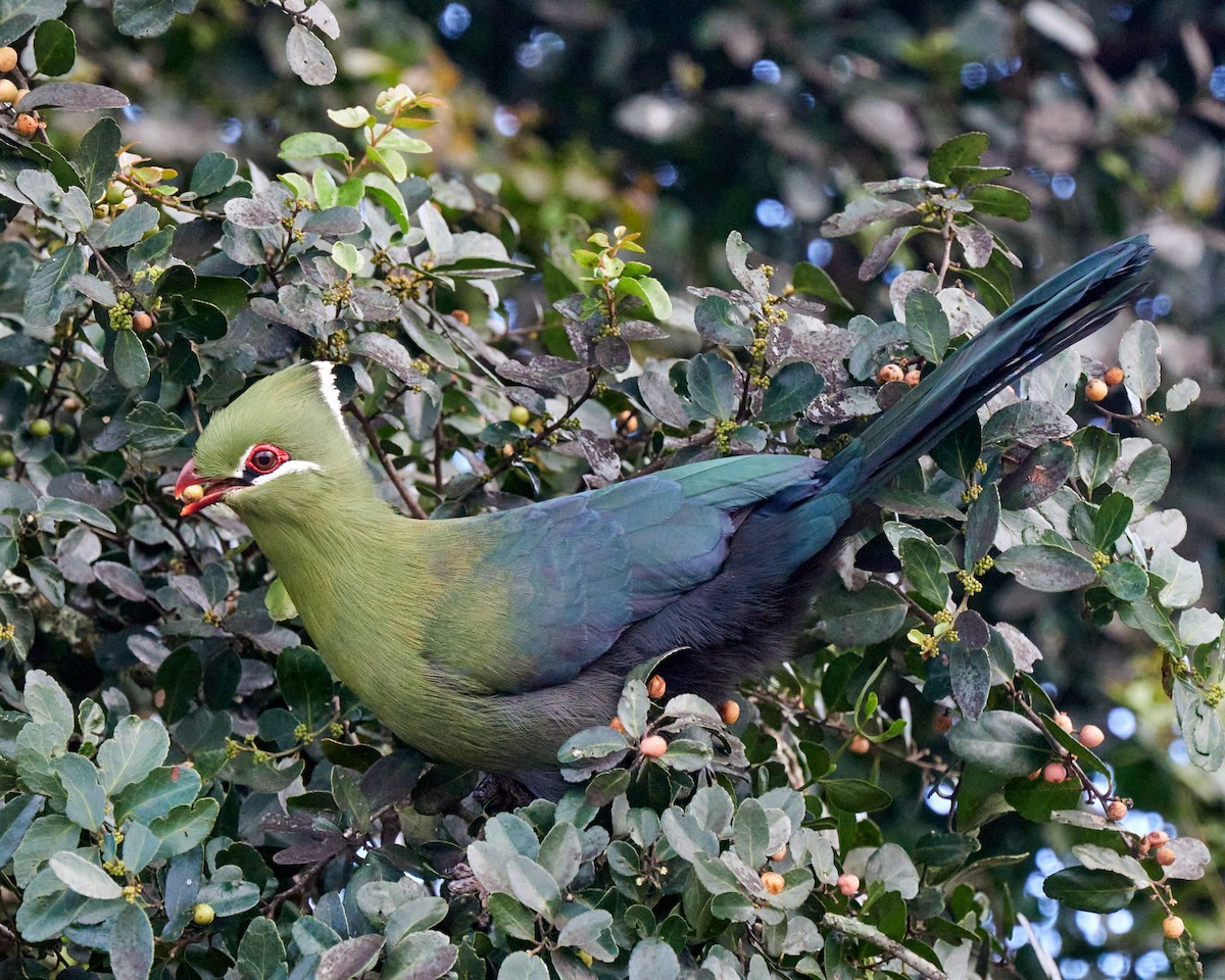 Knysna Turaco - ML642849433